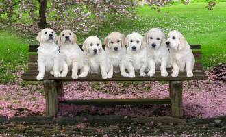 Golden Pups on Seat