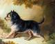 Rough Coated Terrier REV.1850jpg