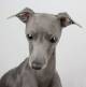 Italian Greyhound Head Wiki