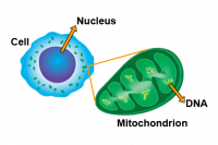 Cell showing Nucleus and Mitochondria