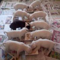 Information about breeding and whelping a litter of puppies