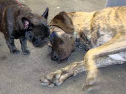 French Bulldog and Great Dane