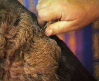 Hand Stripping your Terrier » JaneDogs