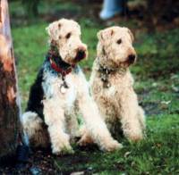 Clippered Airedales