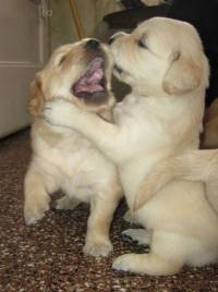 Golden Retriever pups