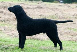 Curly Coated Retriever