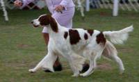 Irish Red and White Setter