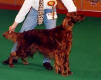 Irish Setter