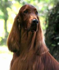 Irish Setter