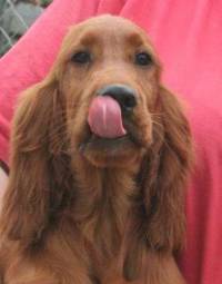 Irish Setter