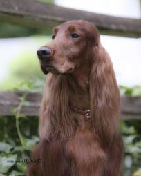 Irish Setter