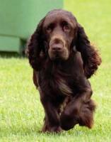 Field Spaniel