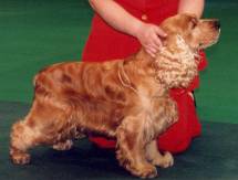 Cocker Spaniel (Red)