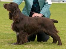 Field Spaniel (Liver)