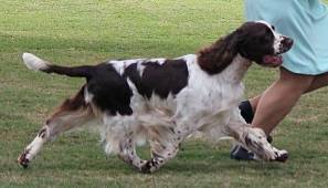 English and Welsh Springer Spaniels » JaneDogs