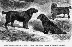 Cocker Spaniels c 1874