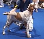 Bracco Italiano