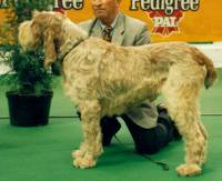 Spinone (brown roan)