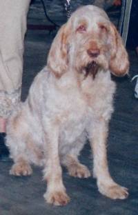 Italian Spinone