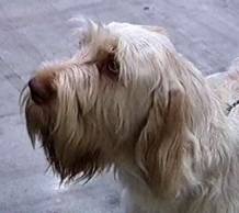 Italian Spinone