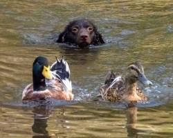 Murray River Retriever