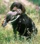 American water spaniel with duck