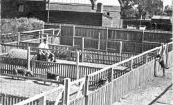 Kennels of the early 1950s