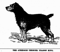 The First Airedales in Australia (1890 - 1920) » JaneDogs