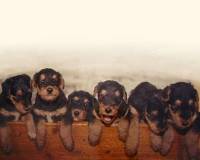 Airedale Terrier Puppies