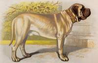 Mastiff (English) 1889