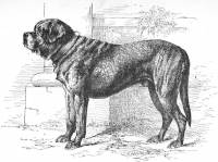 Mastiff c 1890