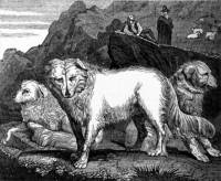 Livestock Guardian Dogs 1833