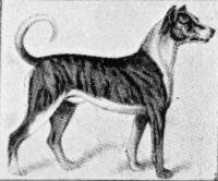 German Boarhound 1859