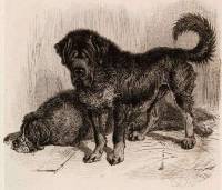 Thibet Mastiff c 1700