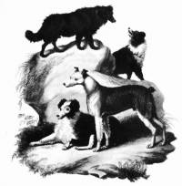 Sheepdogs c 1800
