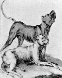 German Mastiffs c 1780