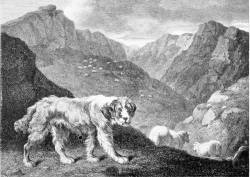 Sheepdog c 1803