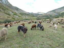 Spanish Mastiffs in a Mountain Valley