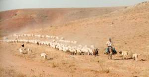 Sheepdogs leading sheep in single file