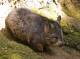 Southern Hairy nosed Wombat High Res