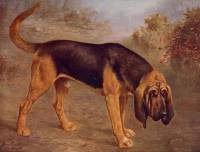 Bloodhound c 1900