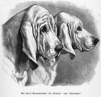 Bloodhounds c 1886