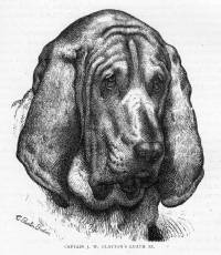 Bloodhound 1874