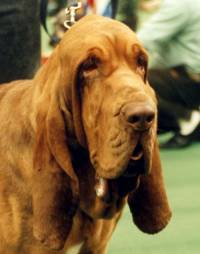 Modern Bloodhound