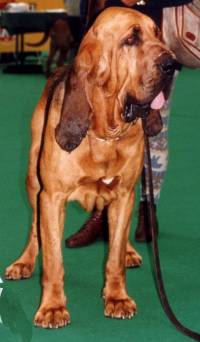 Bloodhound