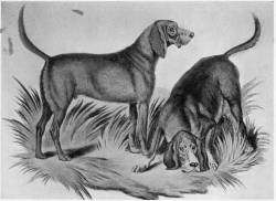 Bloodhounds c 1800