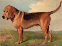 Bloodhound born 1874