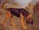 Bloodhound Leighton
