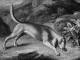 Bloodhound Reinagle 1803