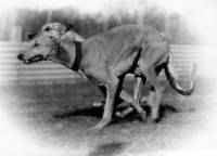 Two Greyhounds Coursing